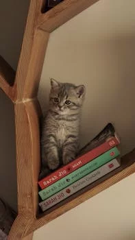 sarah johnson restaurant manager